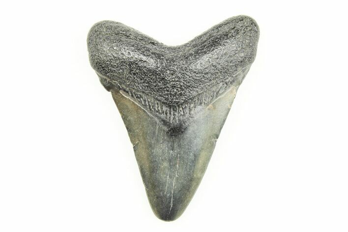 Juvenile Megalodon Tooth - South Carolina #196114